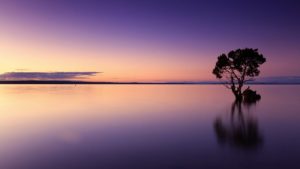 Sunset behind tree on lake